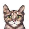 Fritsy Postkaart Kat
