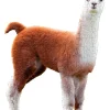 Madd Capp Puzzel Lama I AM Lil'  Llama 100pcs