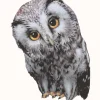 Sticky Tales Muursticker Oehoe de Uil