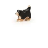 Trauffer Berner Sennenhond Spelend Puppy